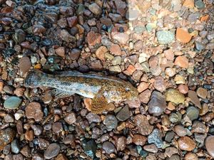 Giant Goby