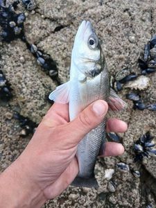 European Bass (Seabass)