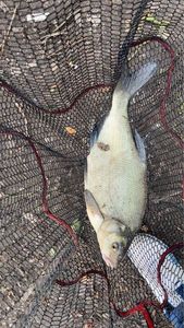 Common Bream