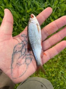 Roach