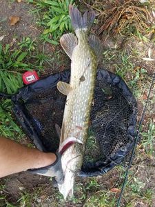 Northern Pike