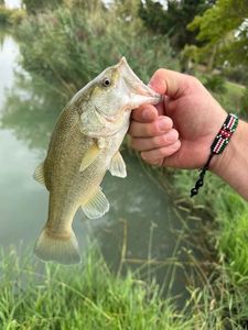 Smallmouth Bass