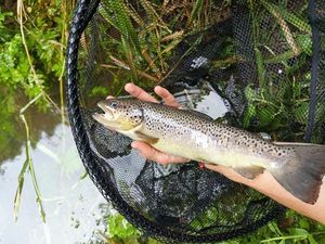 Brown Trout