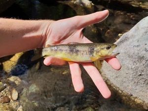 Brown Trout