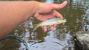 Brown Trout