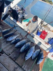 Yellowfin Tuna