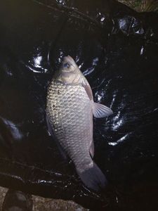 Crucian Carp