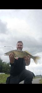 Zander