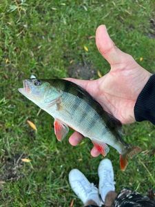 European Perch