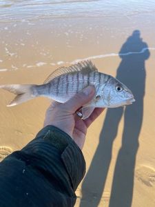 Sand Steenbras