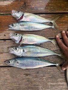 Mackerel