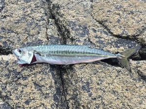 Mackerel