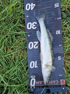 Zander