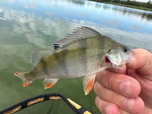 European Perch