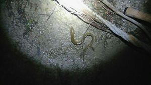 European Eel (Common Eel)