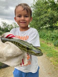 Northern Pike