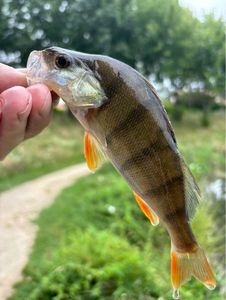 European Perch