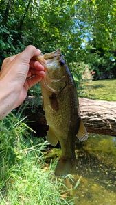 Largemouth Bass