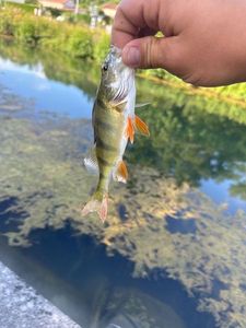 European Perch