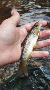 Brown Trout