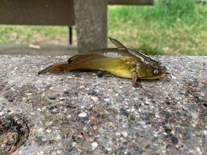 Poisson-Chat (Barbotte Noire)