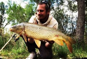 Common Carp