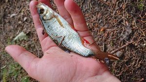 Roach