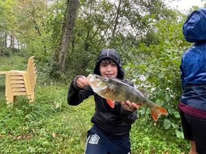 European Perch