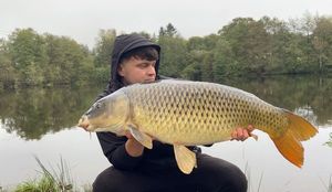 Common Carp