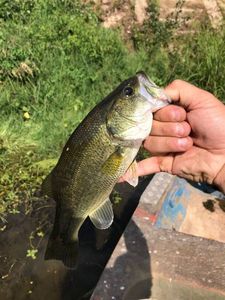 Largemouth Bass