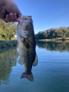 Largemouth Bass