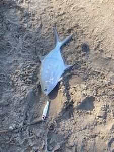Bluefin Trevally