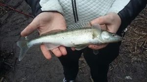 Zander