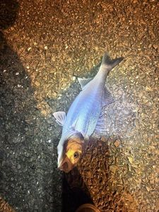 European Bass (Seabass)