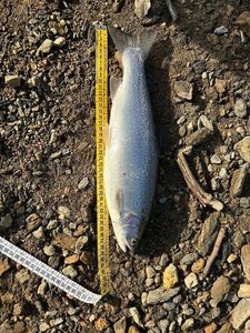 Rainbow Trout