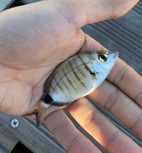 White Seabream