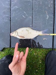 Common Bream