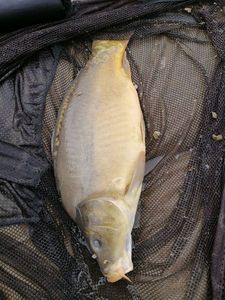 Mirror Carp