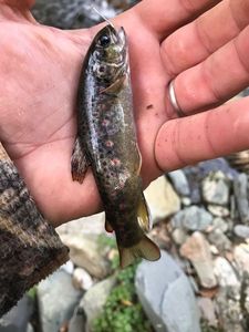 Brown Trout
