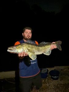 Zander