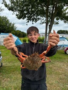 Common Spider Crab