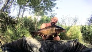 Carpe commune