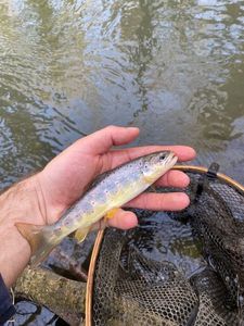 Brown Trout