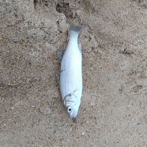 European Bass (Seabass)