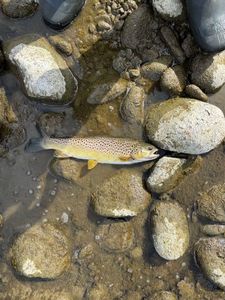 Brown Trout
