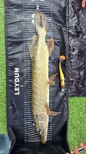 Northern Pike