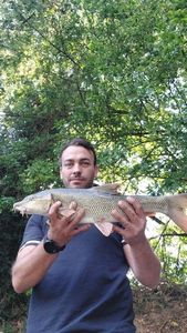 Barbel