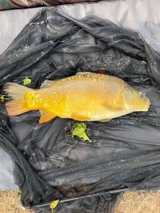 Mirror Carp