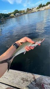 Chub Mackerel