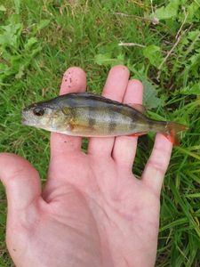European Perch